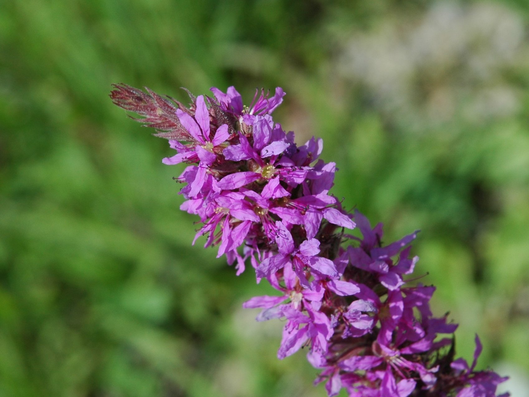 Lythrum salicaria